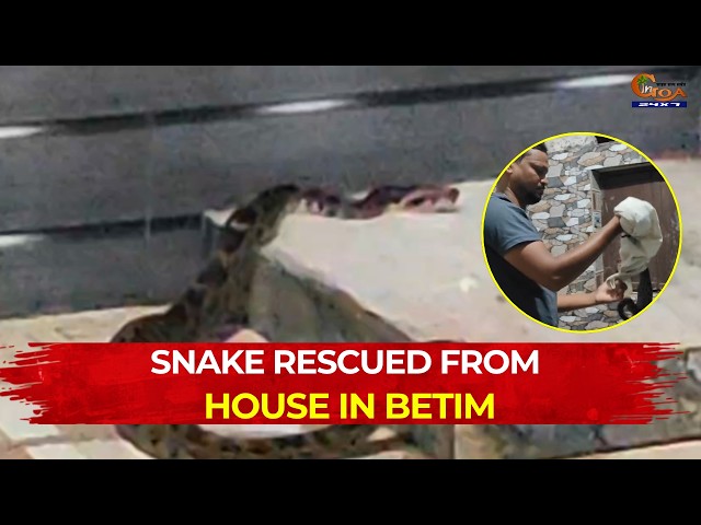 Snake Rescued From House in Betim