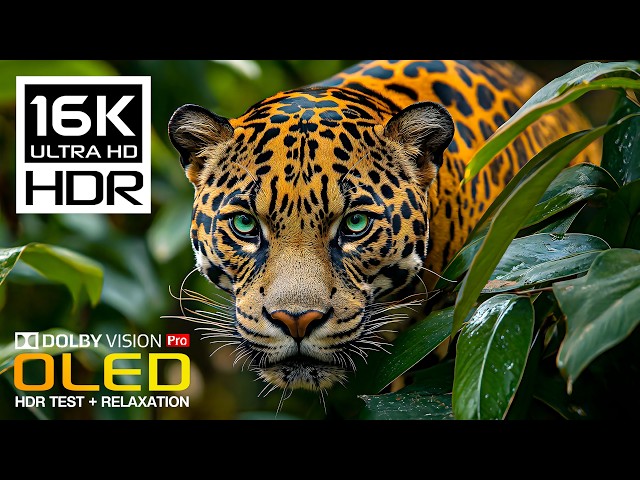 Unbelievable Wild Animals and Nature Video | Dolby Vision OLED HDR Test (8K/4K Video Ultra HD)