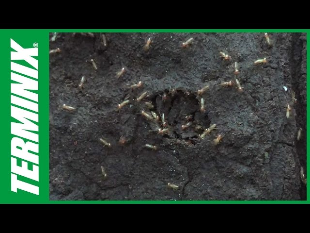 How Termites Spread and How to Stop Them with Terminix Termite Extermination Services