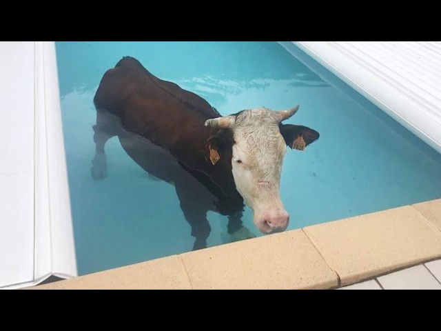 The farm is full of traps and chaos everywhere 😂Funny ANIMALS Videos 2026!
