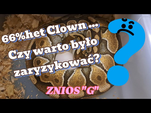66% het Clown... Czy warto było zaryzykować?
