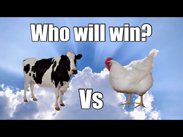 Cow vs Chicken Who will win?