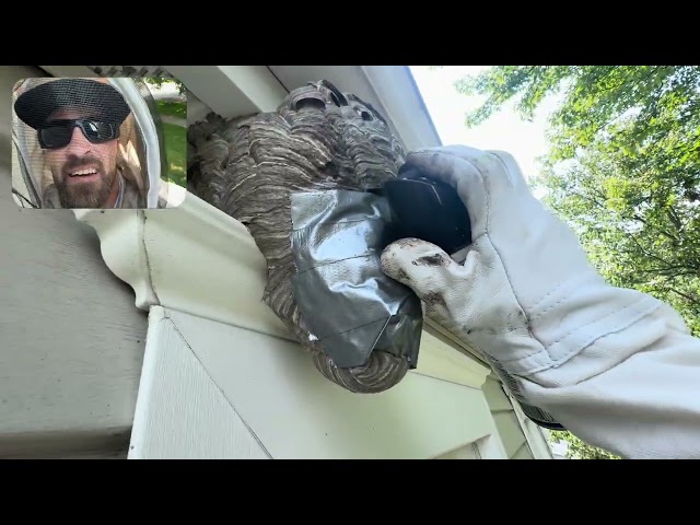 Duct Tape VS Large Hornet Nest