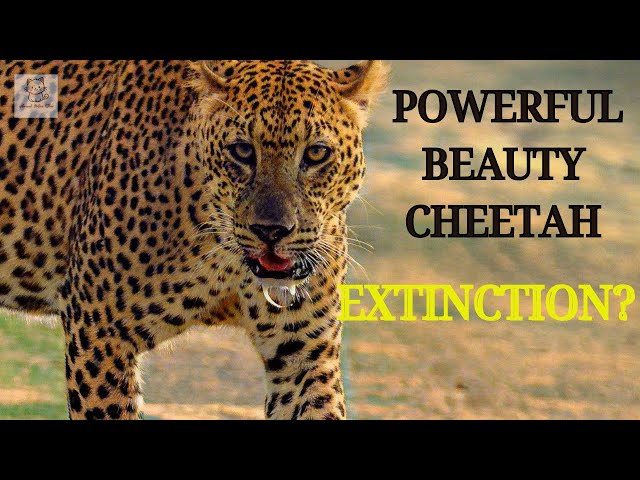Cheetahs on the Brink of Extinction: What You Need to Know