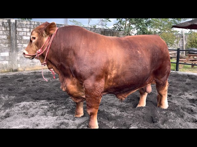 SAPI RAKSASA MALIA DI AJAK MAIN PASIR BERUBAH JADI LUCU SENANG BGT ‼️🔥🔥🔥