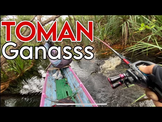 Fishing for Giant Snakehead Right in Their Nest
