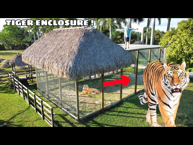 BUILDING GIANT ENCLOSURE FOR TIGERS !