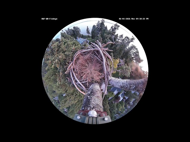 HWF-WR-Wide Live Stream