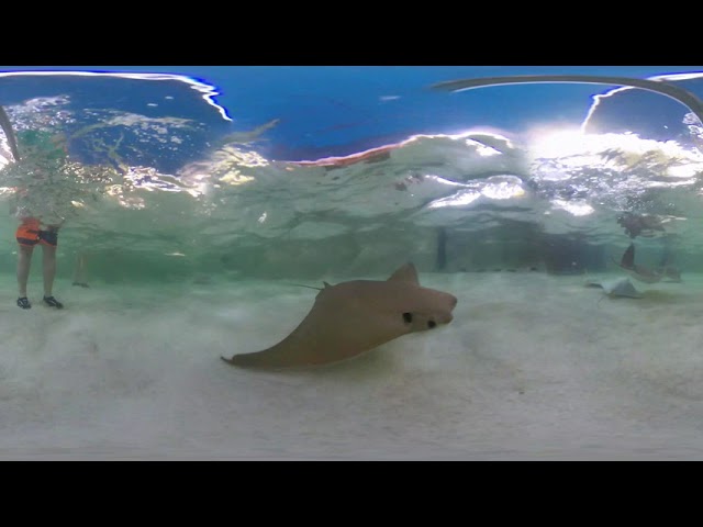 12 News 360: Swimming with Stingrays