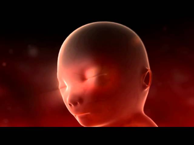 DESARROLLO PRENATAL HD - Dra. Michelle Marie Rohrmoser