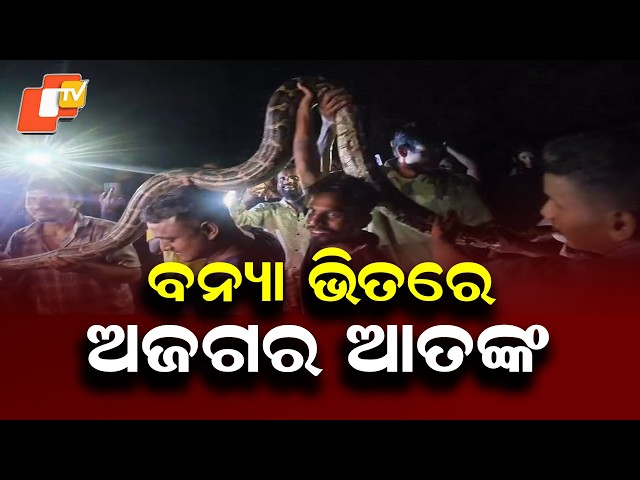 Massive Python Spotted During Floods, Villagers Rescue Snake From River Embankment