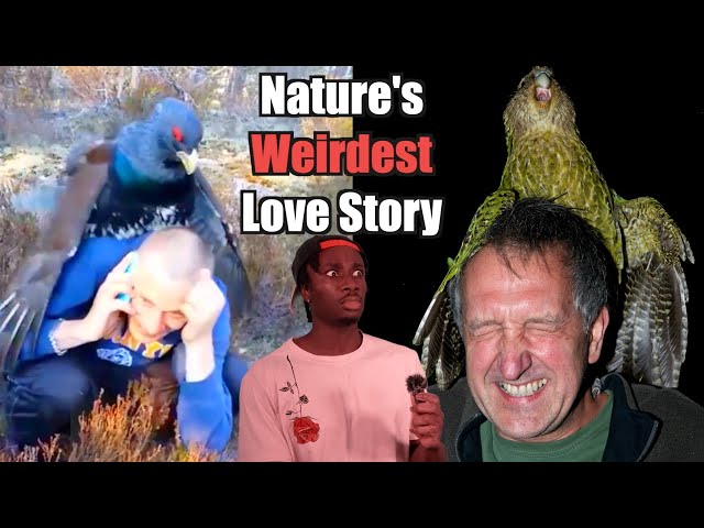 The Science Behind Why Birds Find Us Attractive