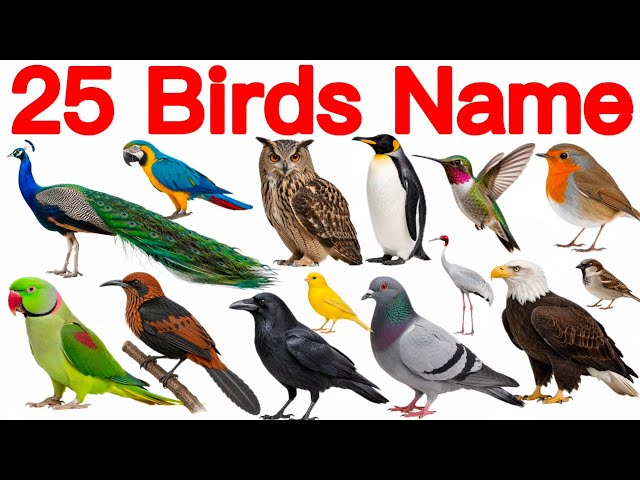 25 Bird Names | Birds for Kids | Bird Names English to Hindi With Pictures