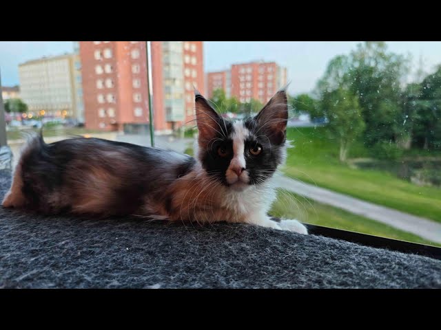 Maine Coon Adventures Livestream!