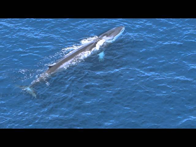 Ballena de 30 metros en Sitges