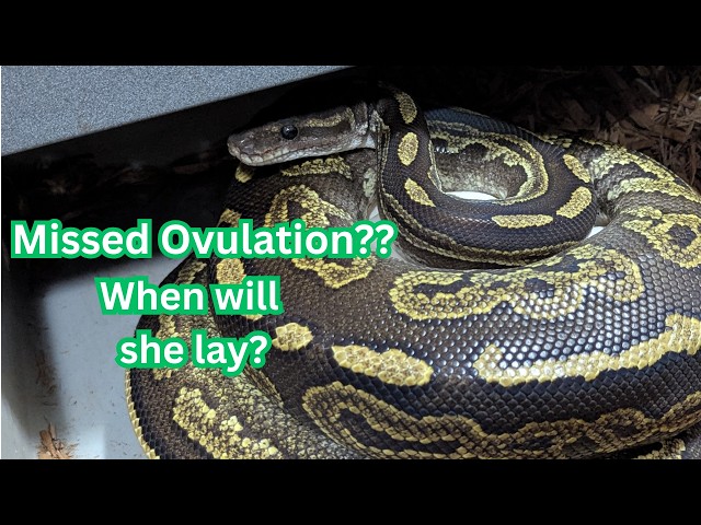 Missed my Ball Python's ovulation.  When will she lay???
