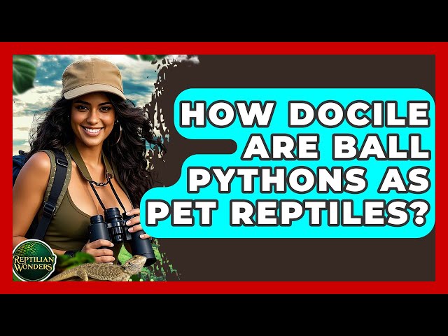 How Docile Are Ball Pythons As Pet Reptiles? - Reptilian Wonders