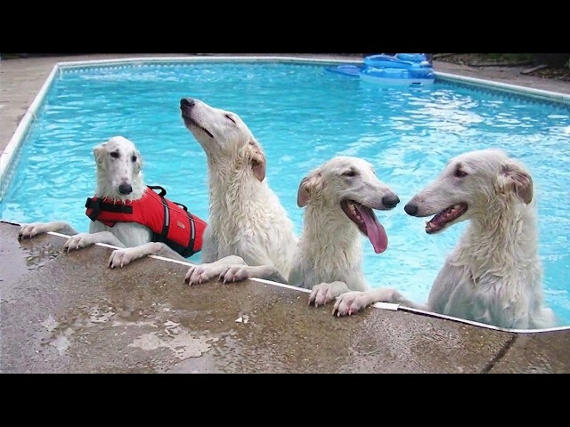 Hilarious Dogs Absolutely Can't Control Themselves in the Pool! 🤣