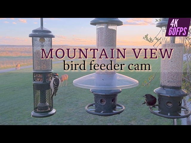 LIVE Mountain View Bird Feeder Cam - CANADA 4K/60fps