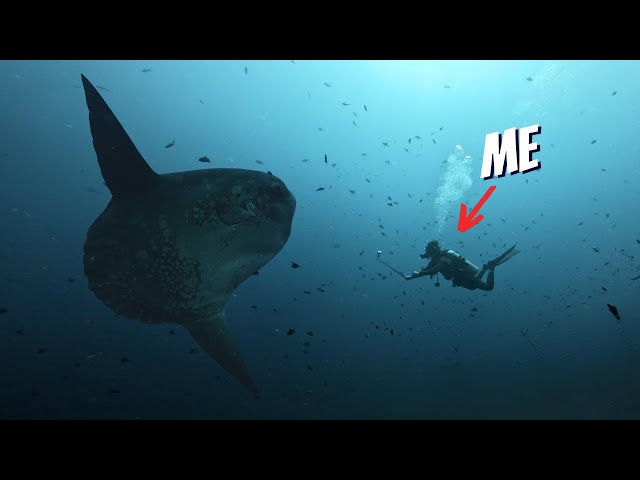 Searching The DEEP For The Biggest Fish In The Ocean (*CRAZY ENCOUNTER*)