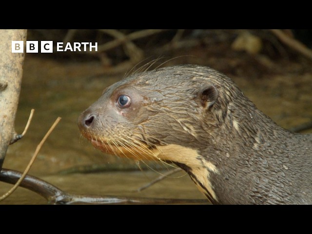 A Glimpse into the Lives of Otters | BBC Earth