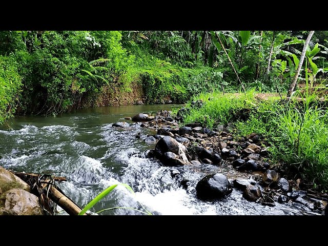 Calming Forest River Sounds for Sleep, Stress Relief & Relaxation