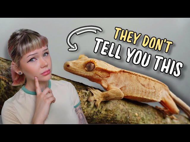 10 Things NO ONE is Telling You About Crested Geckos...