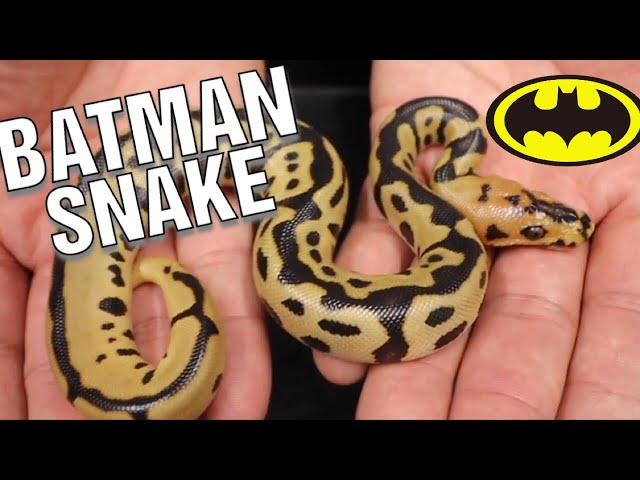 BATMAN BALL PYTHON CLUTCH AND MORE HATCHLINGS