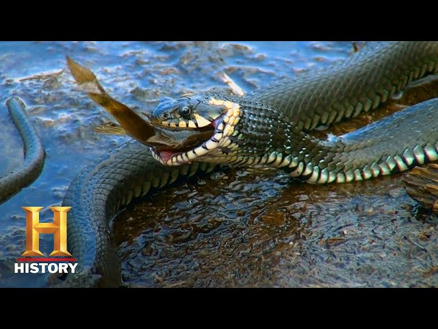 Swamp People: Troy and Willie Hunt Monster Pythons (Season 10) | History