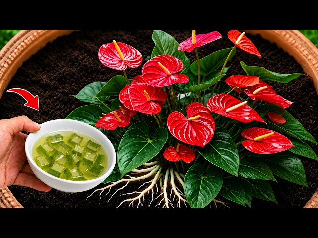 Just 1 Bowl a Week! The Secret to Strong Roots & Crazy Anthurium Blooms Naturally