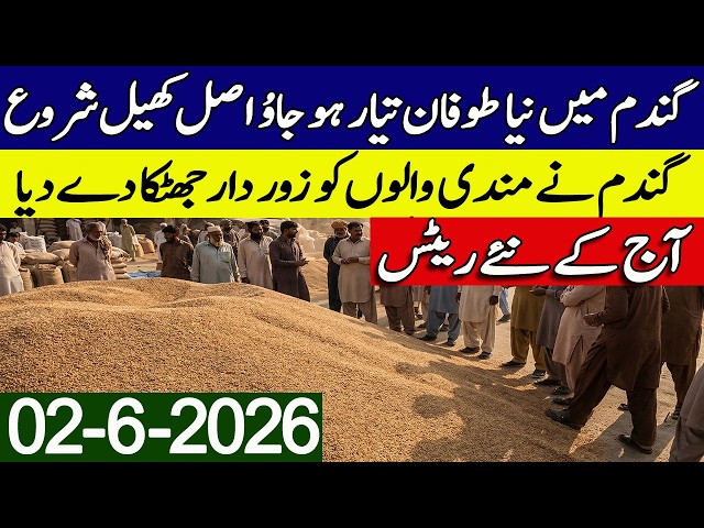New Gandum Rates Today 2026 || New Wheat Price Today || Gundam kay Rates Today 2026