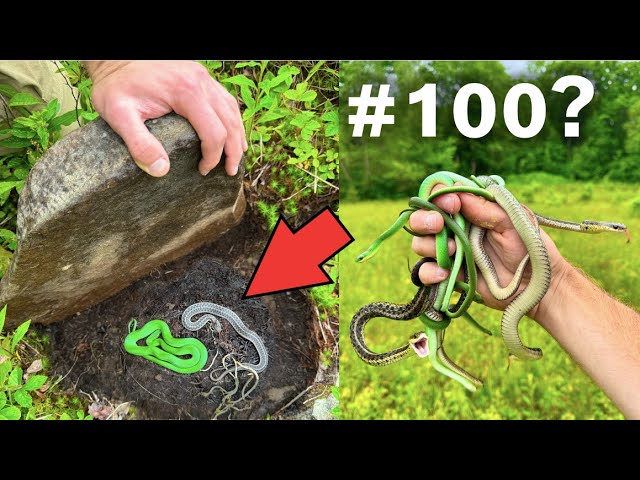 Can We Find 100 SNAKES in a Day?!