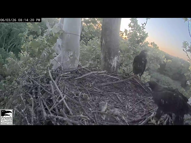 NCTC Eagle Nest: Camera 2