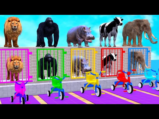 Long Slide Game with Tigers Lion Cow Hippopotamus Gorilla 3d Animal Game Funny 3d Animals