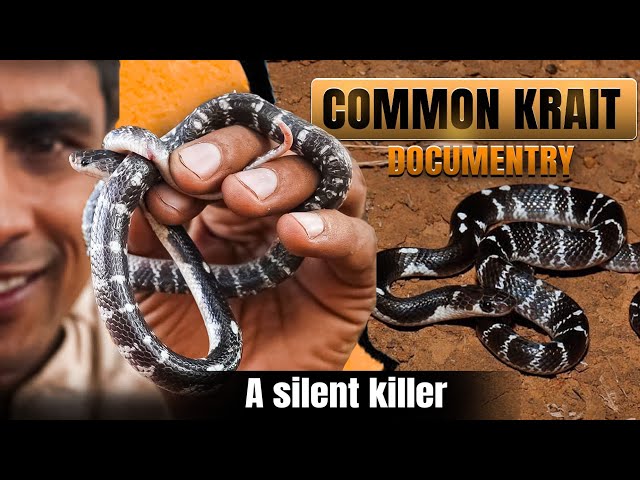 Common krait | silent killer |Deadliest Snake of South Asia | Full Documentary 