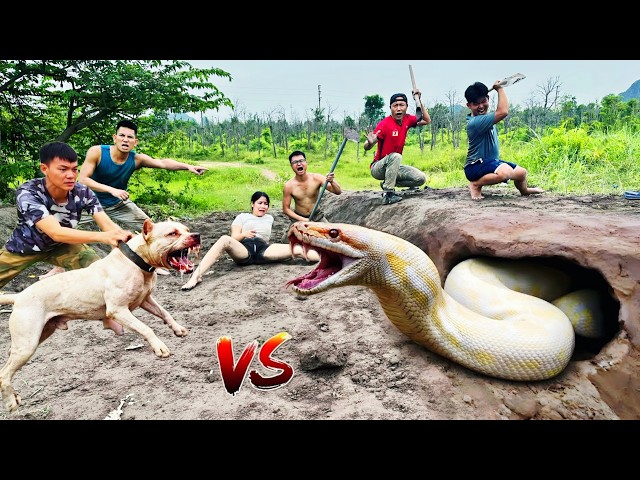 Brave Hunters Use a Pitbull to Catch a Ferocious White Python
