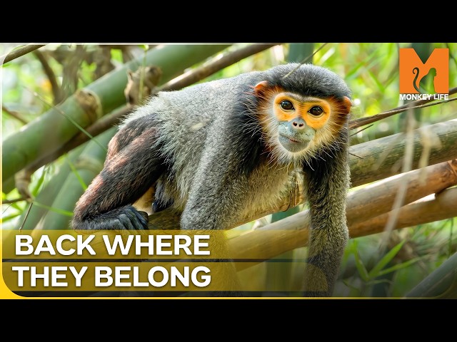 The Final Step: Returning Stolen Monkeys to the Forest | Monkey Life Season 16 Episode 13