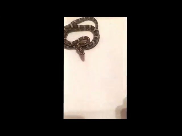 Baby cornsnake biting