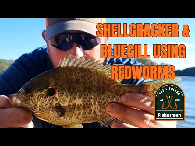 Catching SHELLCRACKER & BLUEGILL using RED WORMS and a drop shot!! 