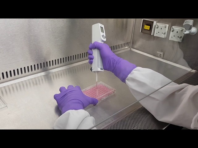 Cell proliferation and cytotoxicity assay