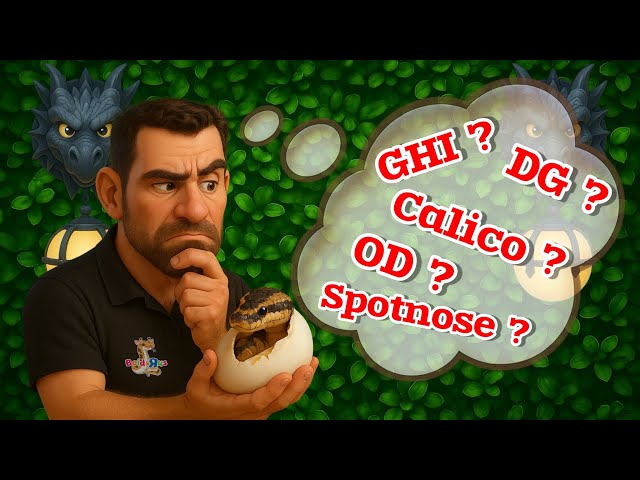 2025 Clutch #9 - Egg Cutting - Breeding Ball Pythons