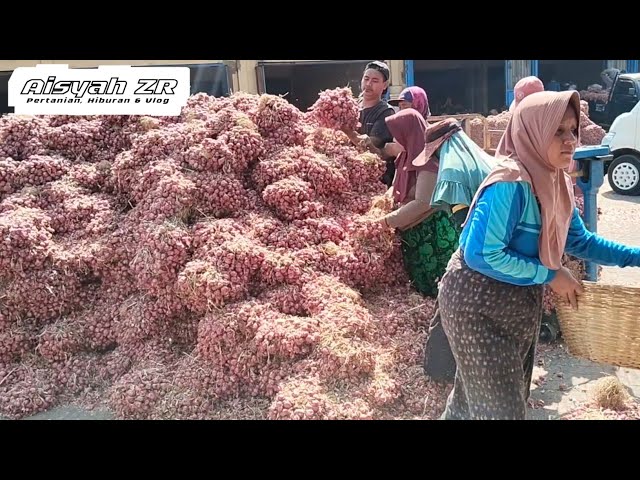 OH MY GOD..!!! FRIDAY, 7/24/2026, TODAY'S ONION PRICES AT THE PROBOLINGGO ONION MARKET