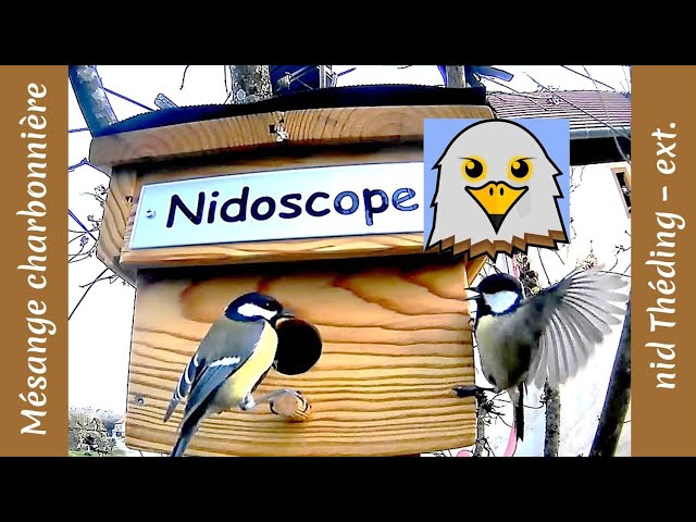 Great Tit (Théding Nest | Ext.)