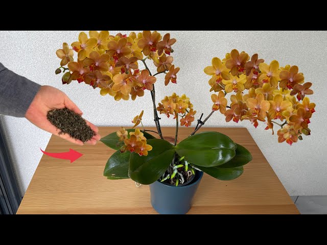 Just sprinkle once! Suddenly, each flower node turned into many flowers