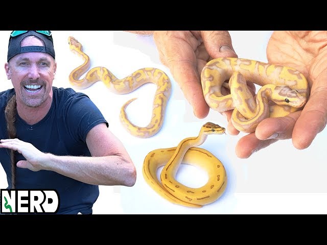 Worlds First Ball Python Morphs! Look at these rare snakes PART 1