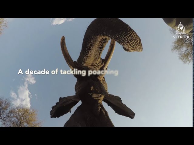 INTERPOL: 10 years of fighting environmental crime