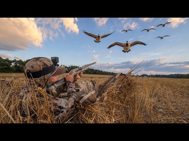Early Goose Hunting Local Honkers! (How to Make Goose Sticks)