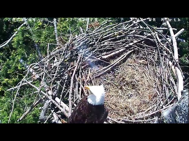 Hancock Wildlife Foundation Live Stream