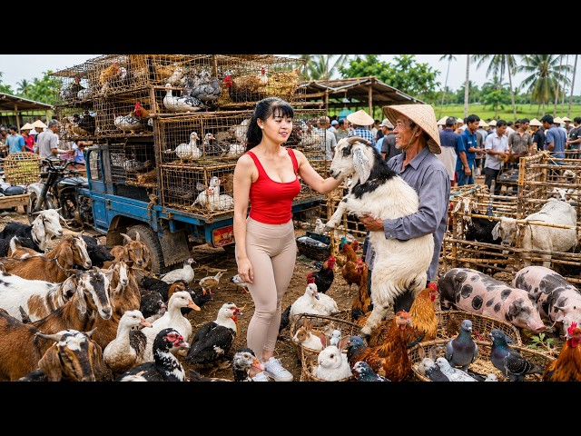 Massive Poultry Market Day - Buying Turkeys, Guinea Fowls and Big Goats Go to Market Sell