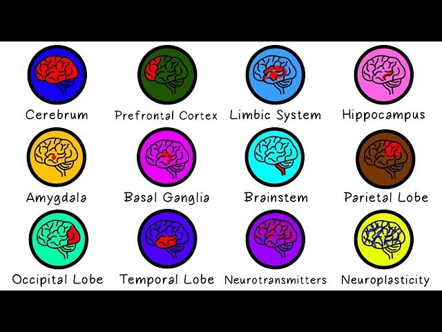 The Human Mind Explained In 13 Minutes